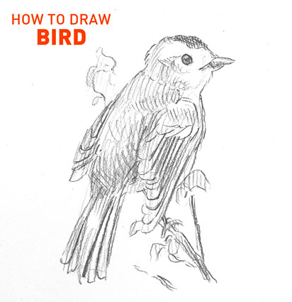 bird-drawing-step-by-step-easy-how-to-draw-birds-fast-simple-animal-sketch-sketching-branch-singing-flying-wings-beginner-kids-fun-illustration-animals-cool-cute