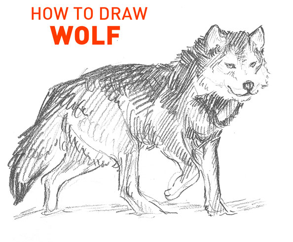 wolf-drawing-easy-step-by-step-outline-how-to-draw-head-sketch-tutorial-dog-hound-artic-winter-howl-moon-werewolf-fur-hunt-furry-simple-fast-quick-kids-beginner-fun-cool-cute