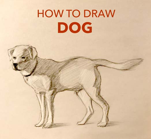 How to draw a Dog easy step by step drawing - Barnett Gallery