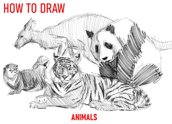 Easy Panda Drawing Guide Step by Step