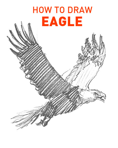 EAGLE drawing easy STEP BY STEP how to draw art realistic bird birds ...